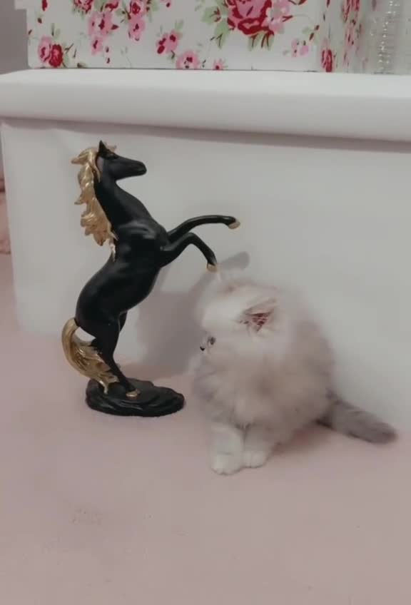 Persian cats for sale: Rare Persian Kittens in London🤍 - Video 4