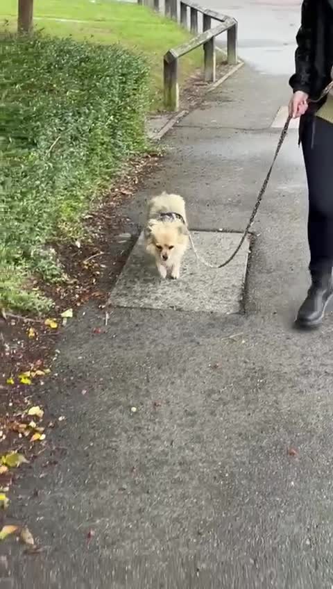 Pekingese dogs for adoption: 💖🐶 ROSA 🐶💖 - Video 2