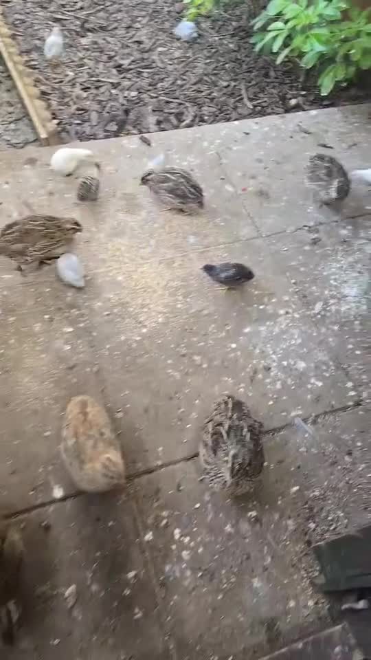 Quail poultry for sale: UPDATED VIDEOS - Mixed Quail - Buttons & Japanese  in Scunthorpe - Video 2