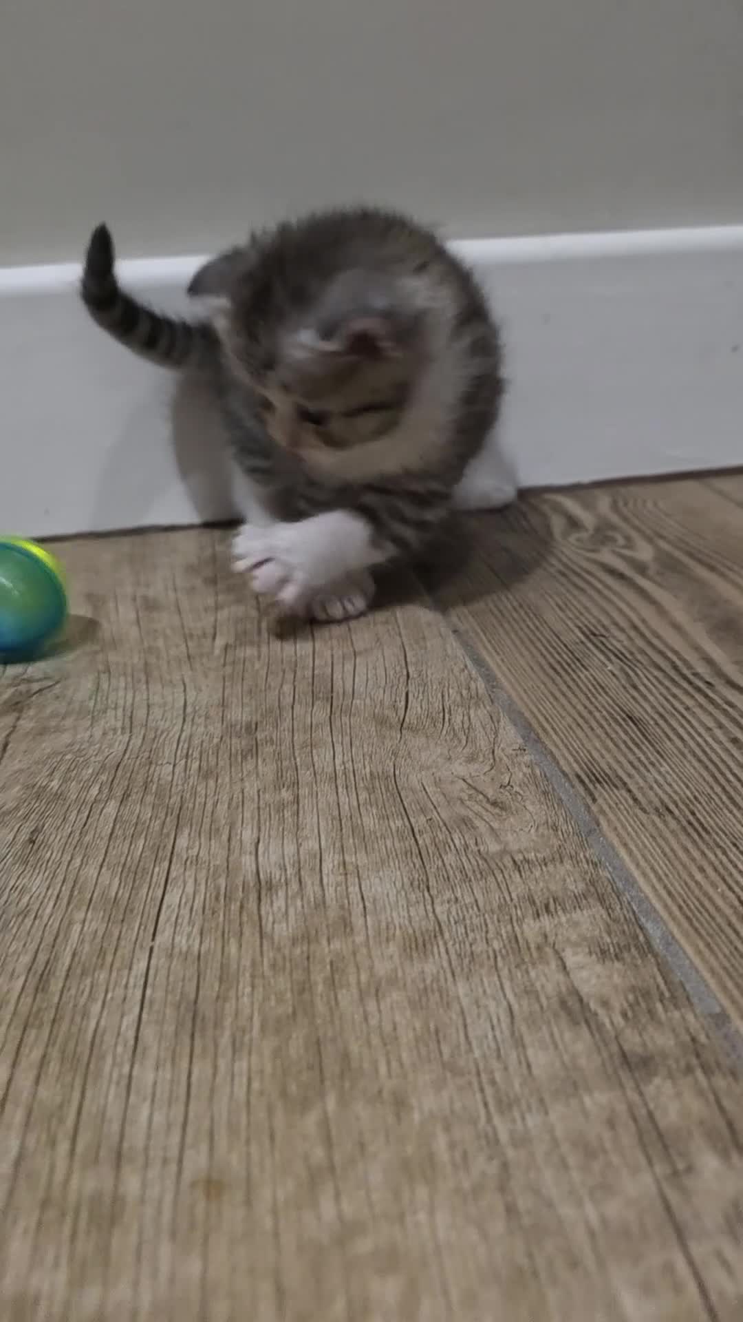 Scottish Fold cats for sale: Beautiful Tica Registered Babies - Video 5
