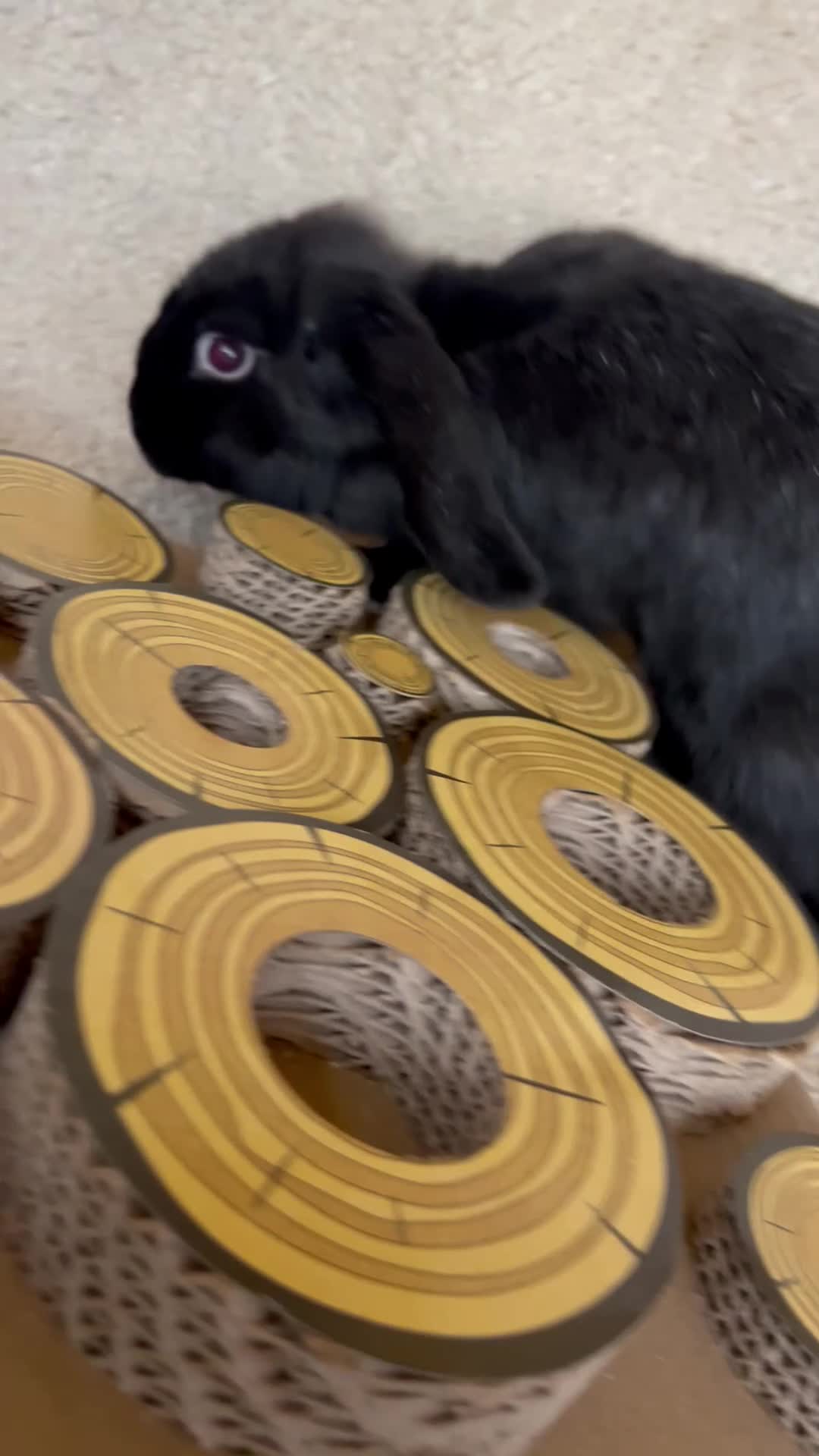 Mini Lop rabbits for sale: 2 Female mini lops  - Video 2