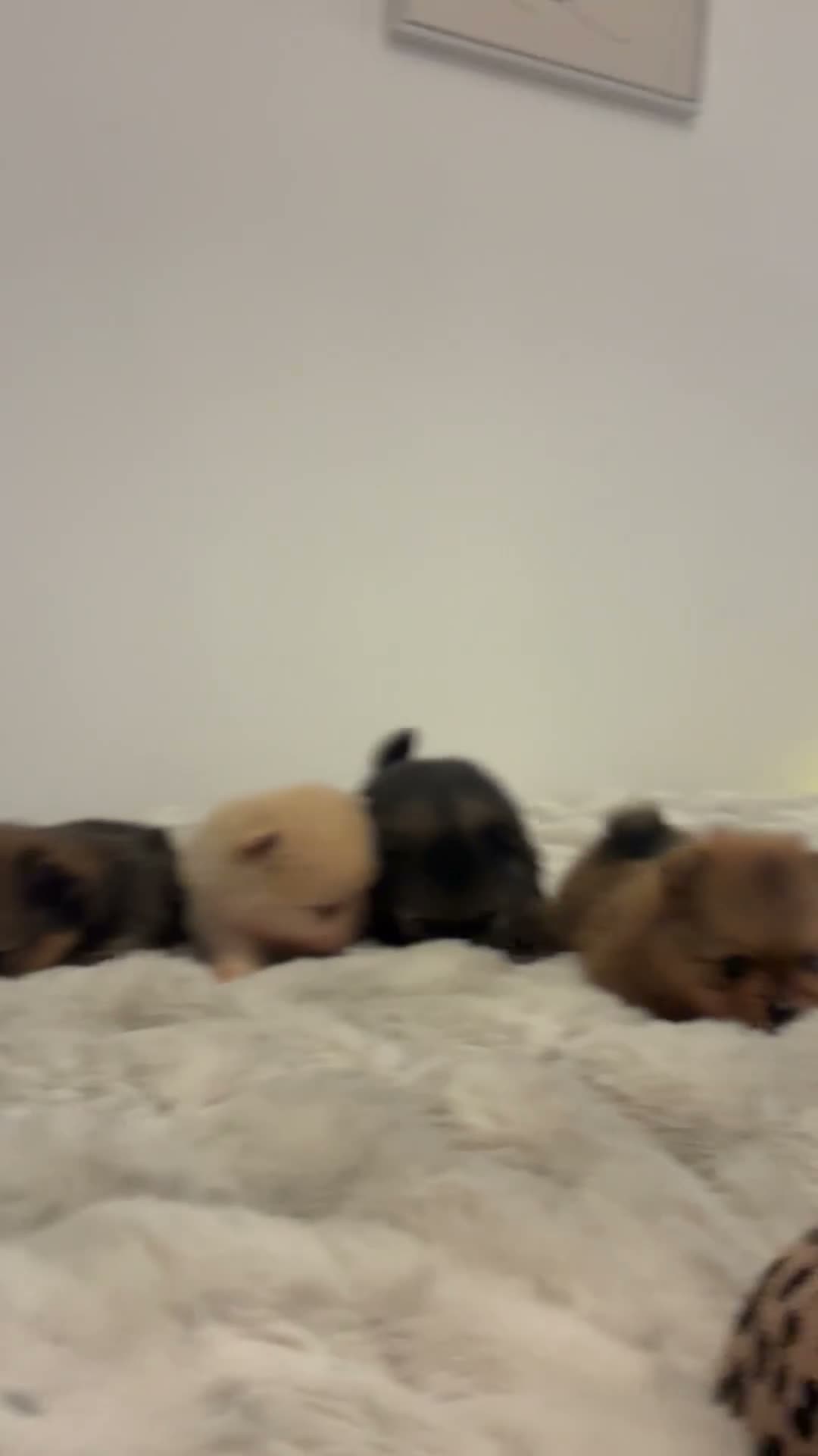 Pomeranian dogs for sale: Teddy Bear pomeranian puppies  - Video 1