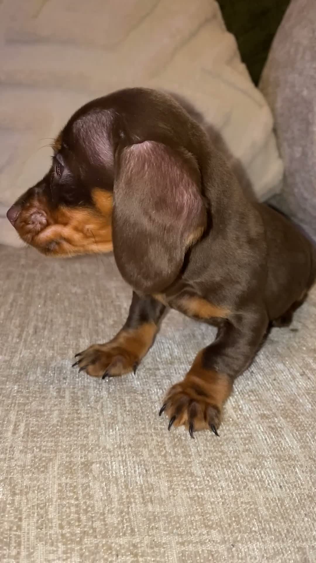 Miniature Dachshund dogs for sale: Tiny miniature dachshund puppies - Video 2