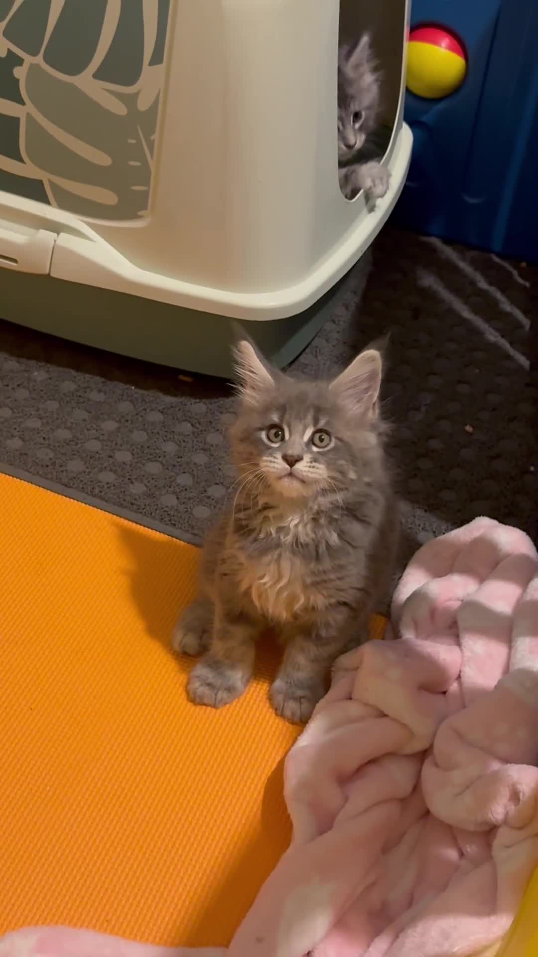 Maine Coon cats for sale: 4 big pure gorgeous Mainecoon boys  - Video 4