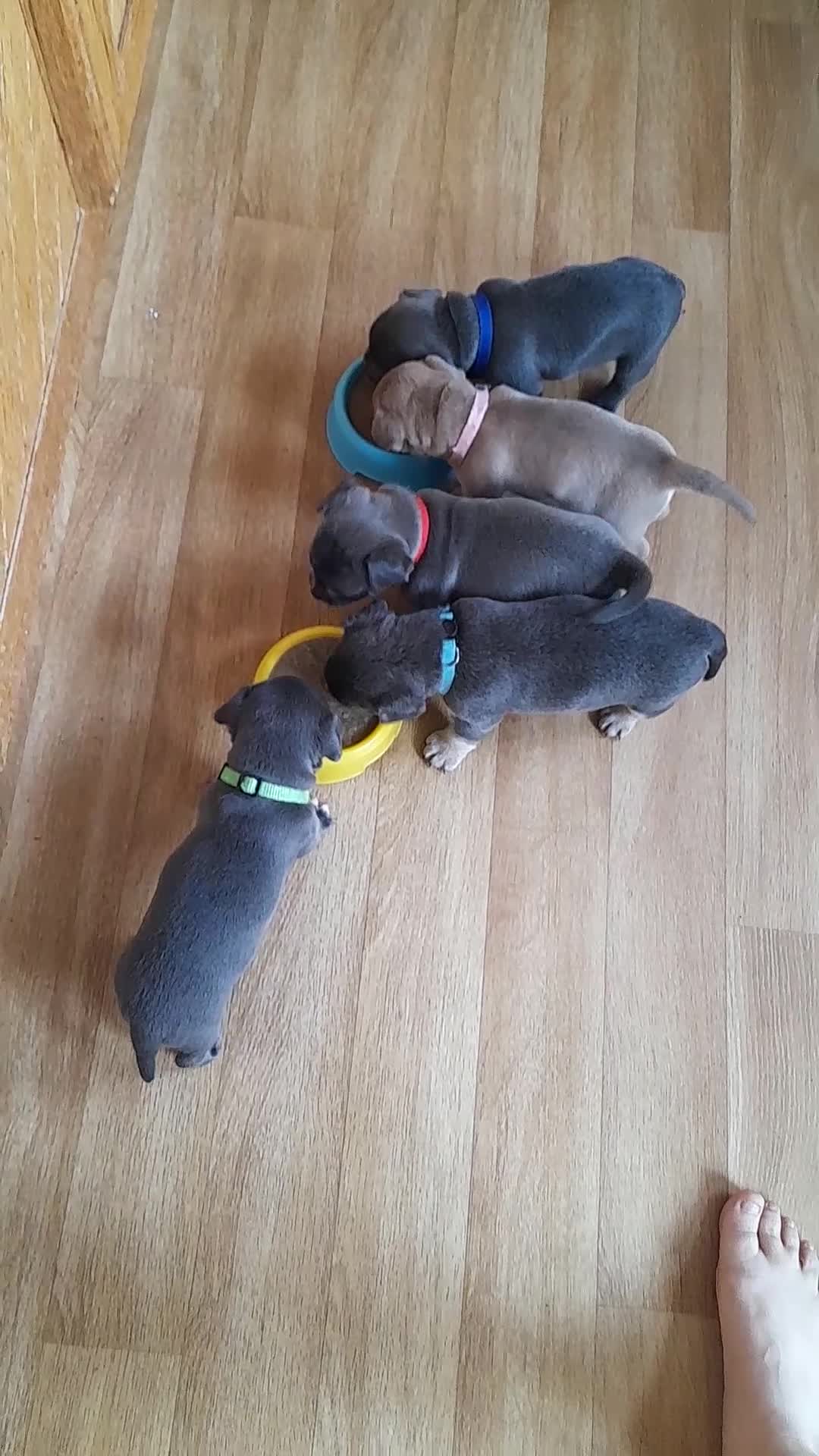 Mixed Breed dogs for sale: French Bulldog x Chichuhua - Video 1