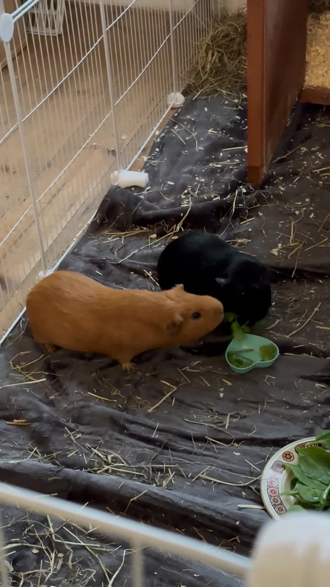 Guinea Pig rodents for sale: Bits and Bobs, 2 male guinea pigs  - Video 1