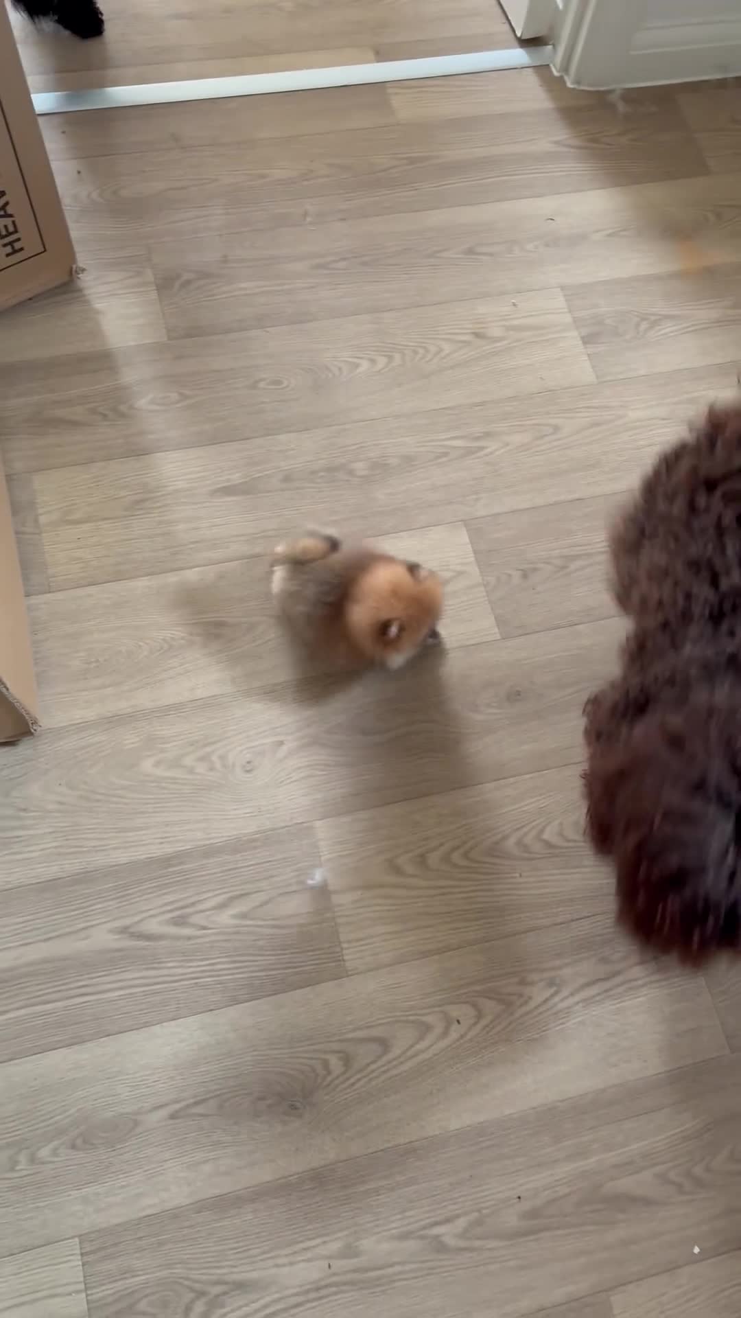 Pomeranian dogs for sale: Champion line Bear type Poms  - Video 1