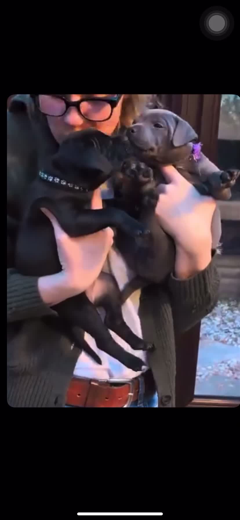 Staffordshire Bull Terrier dogs for sale: %Solid Pure Staffy Puppies Available  in Birmingham - Video 1