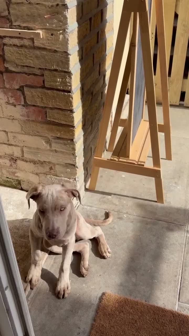 Cane Corso dogs for sale: Male cane corso puppy for sale - Video 4