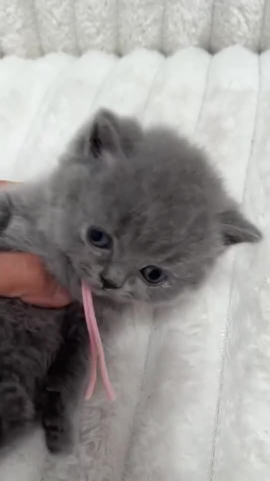 British Shorthair cats for sale: READY NOW 💙 Blue British Shorthair Kittens 💙 - Video 1
