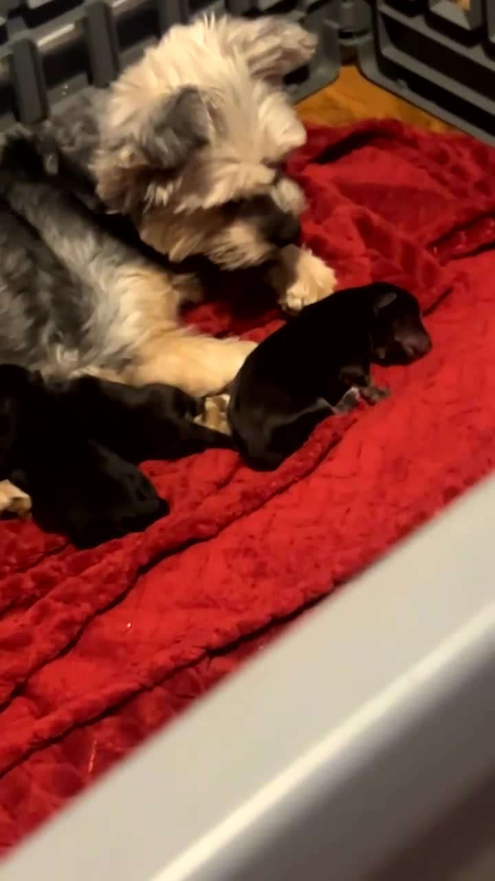 Yorkshire Terrier dogs for sale: 🐾✨ Tiny Paws, Big Love! ✨🐾 - Video 1