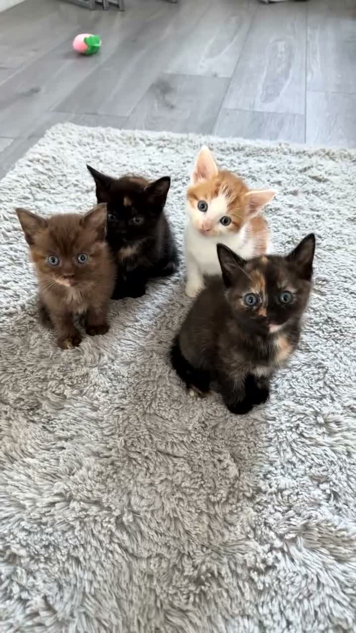 Mixed Breed cats for sale: Ginger Kitten - Video 1