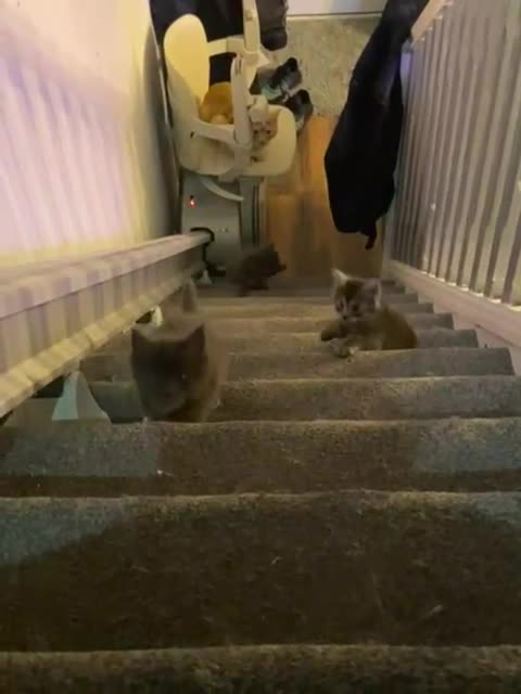 Maine Coon cats for sale: GCCF registered Blue  Maine coon litter  - Video 3