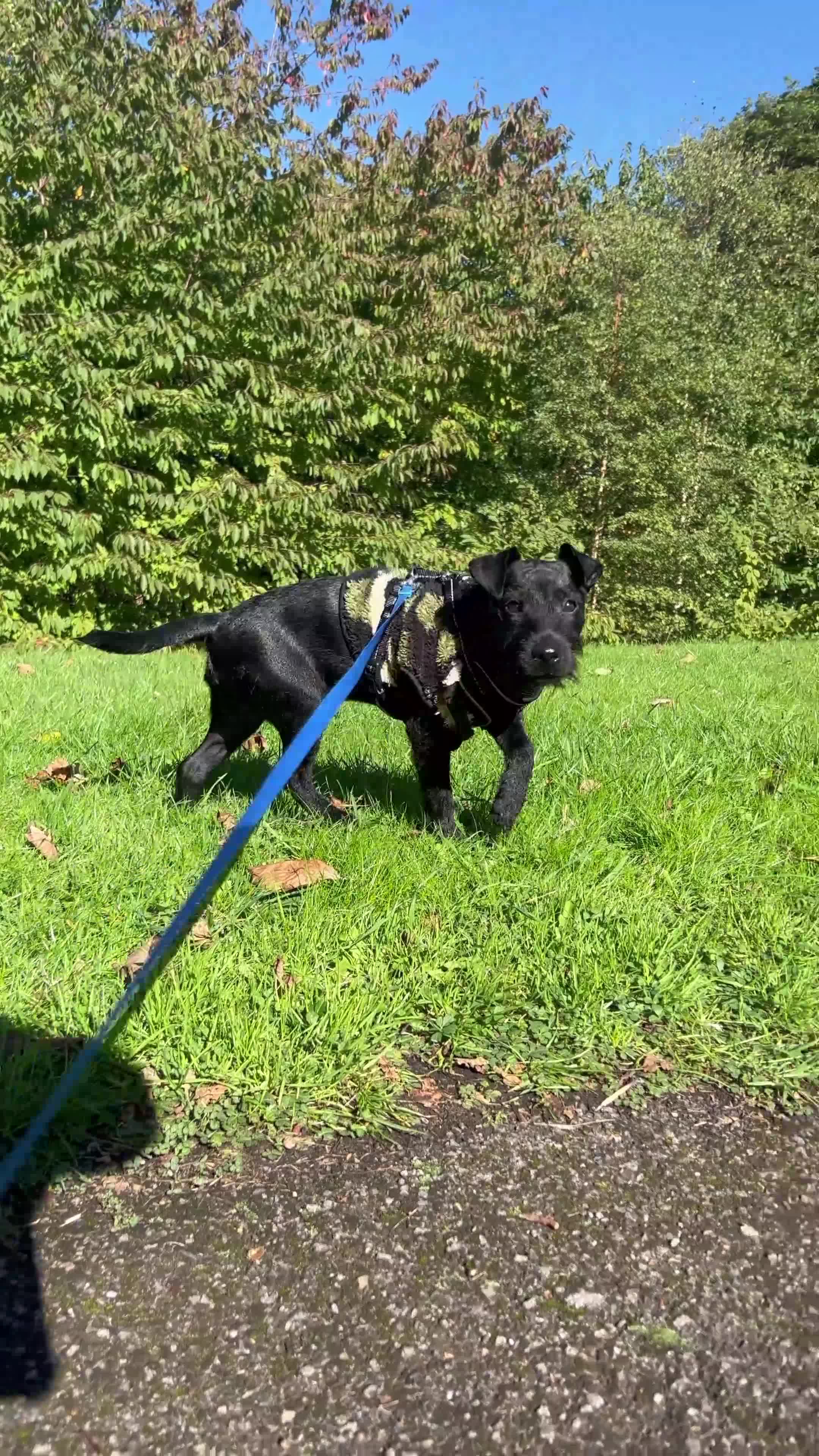 Patterdale Terrier dogs for sale: 1yr Old Male Patterdale  - Video 1