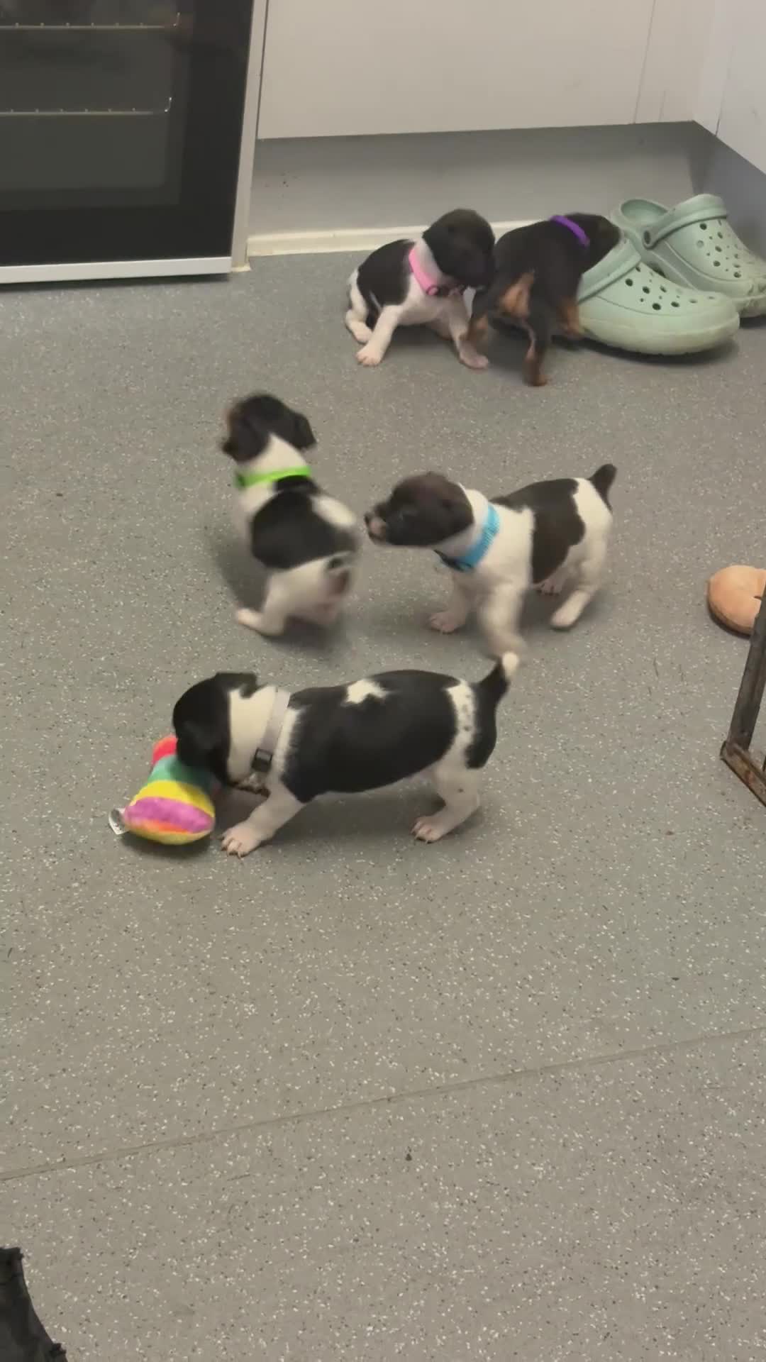 Mixed Breed dogs for sale: 3/4 Jack Russell 1/4 patterdale  in Cardigan - Video 1