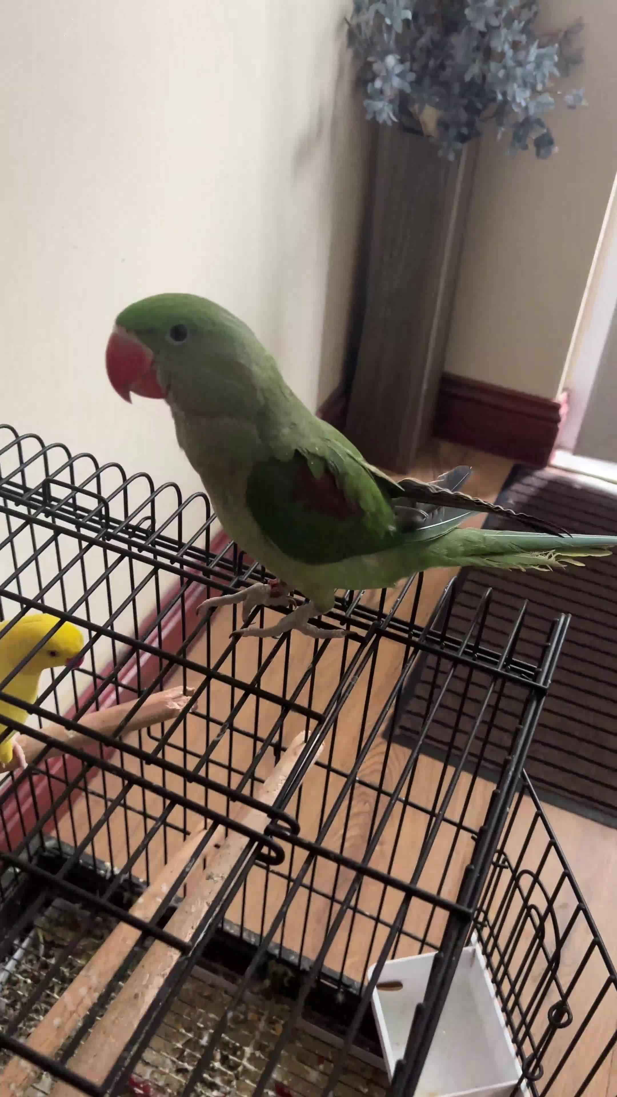 Parrots birds for sale: Alexandrian Raw parrot  & Yellow ring neck - Video 1