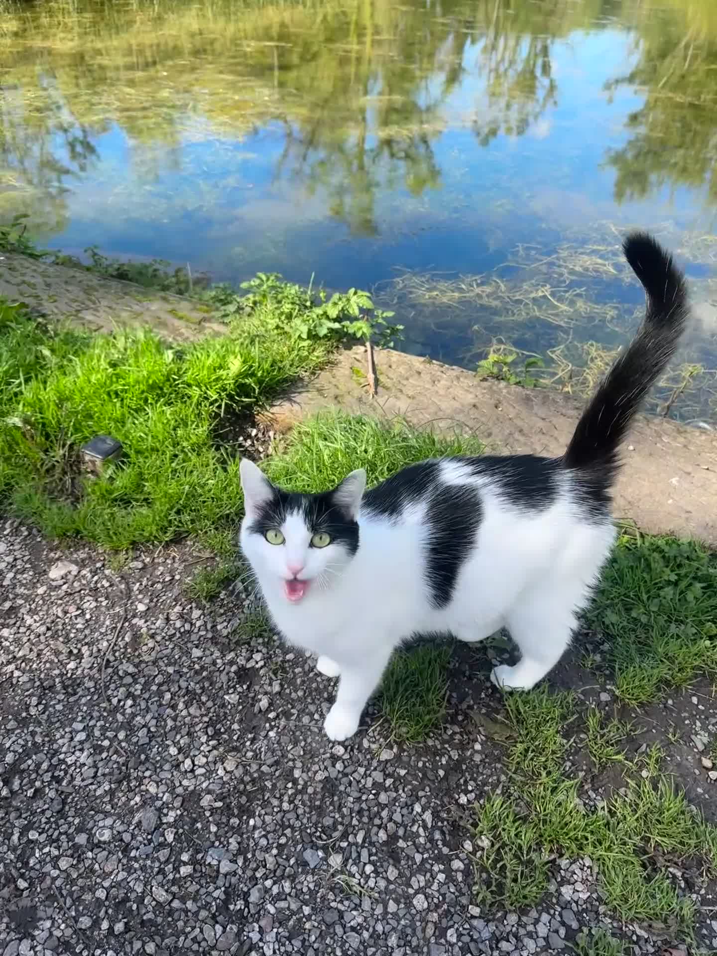 Mixed Breed cats for sale: 28 month Tuxedo Female Lucy  - Video 1