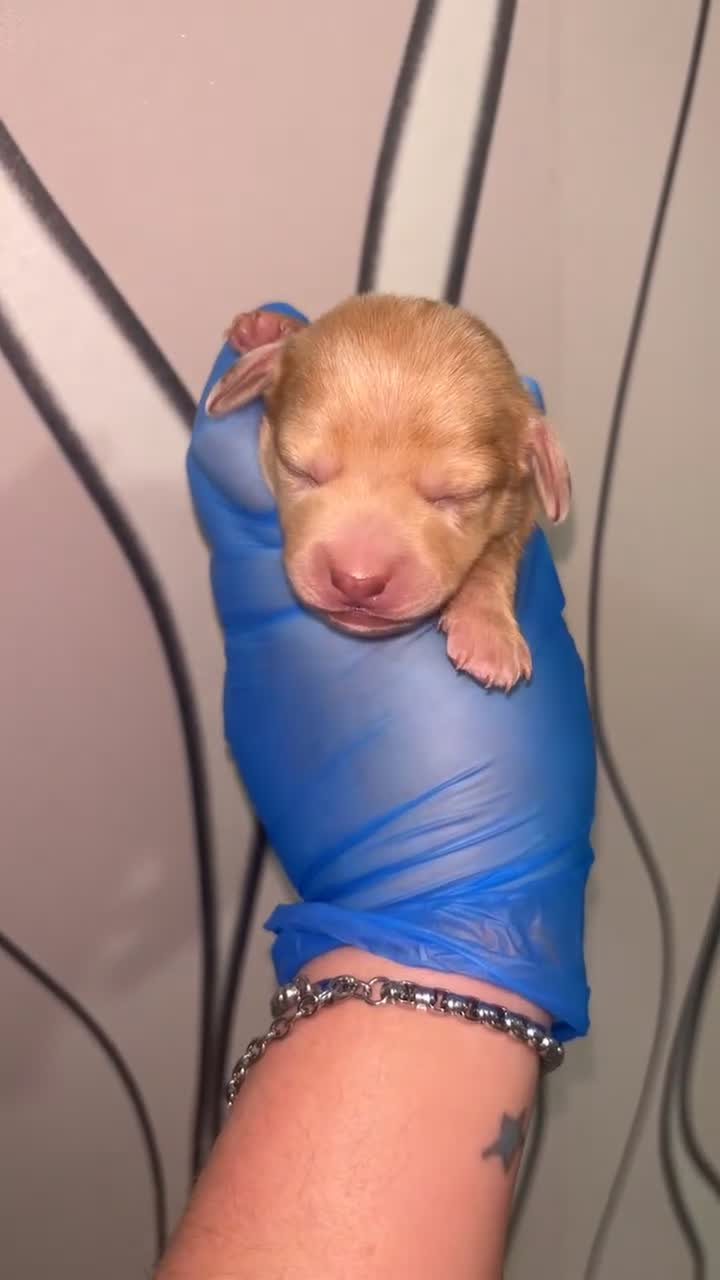 Dachshund dogs for sale: 3 smooth haired 1 long haired for sale!  - Video 1