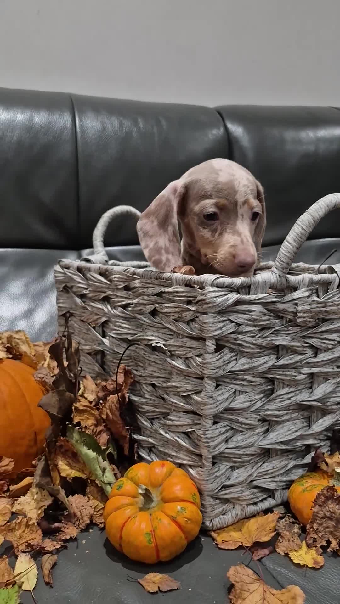 Miniature Dachshund dogs for sale: TRUE MINIATURE DASCHUND BABIES only 5 - Video 5