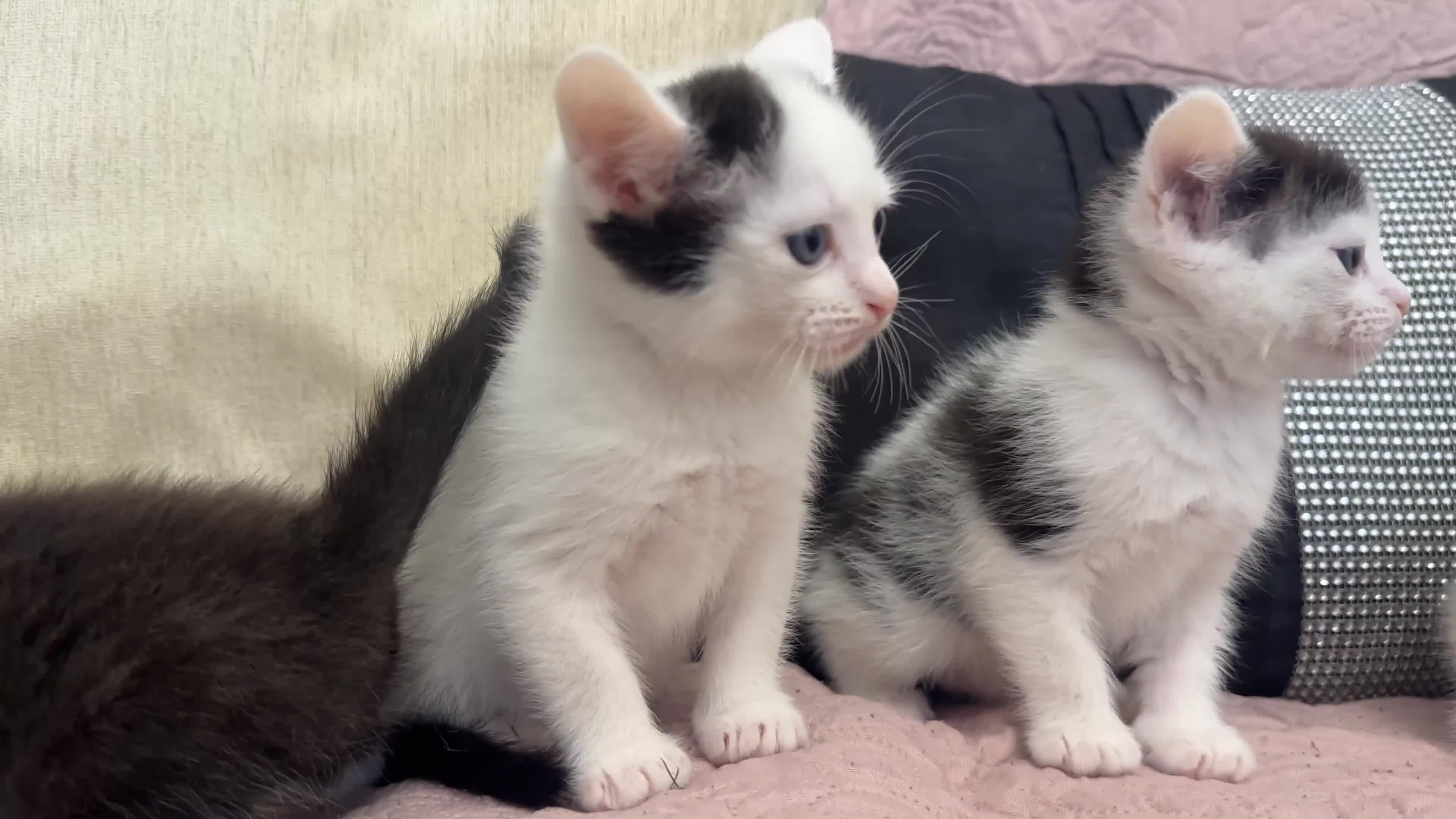 Ragdoll cats for sale: ✨ Three Gorgeous Long-Haired Ragdoll Mix Kittens ✨ - Video 2