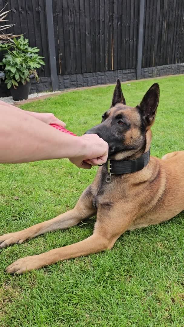 Belgian Shepherd Dog dogs for stud: Belgian malinois in Doncaster - Video 1
