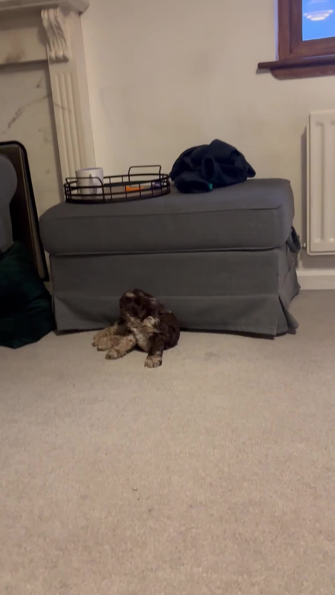 Cockapoo dogs for sale: Cockapoo Merle Puppy - Video 3