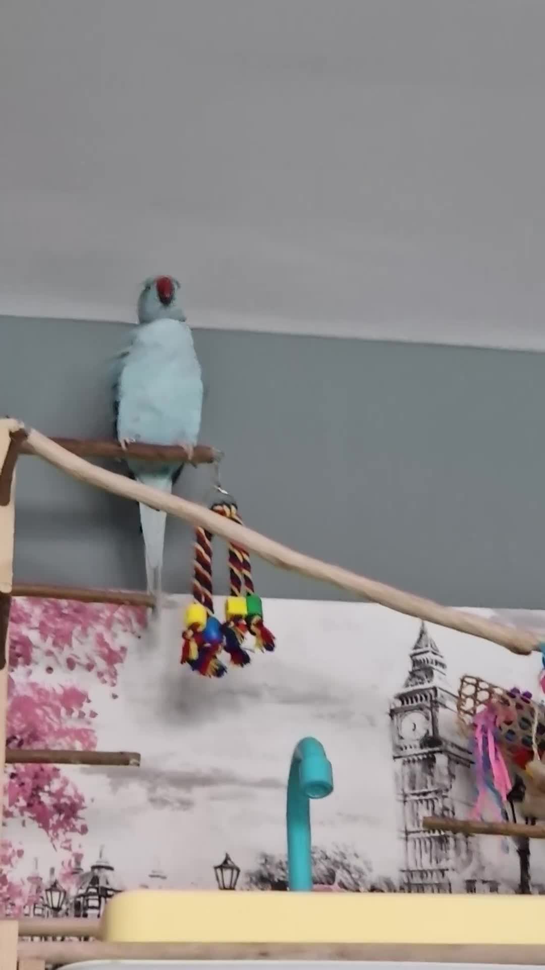 Ringnecks birds for sale: Female Indian ringneck in Oldbury - Video 1
