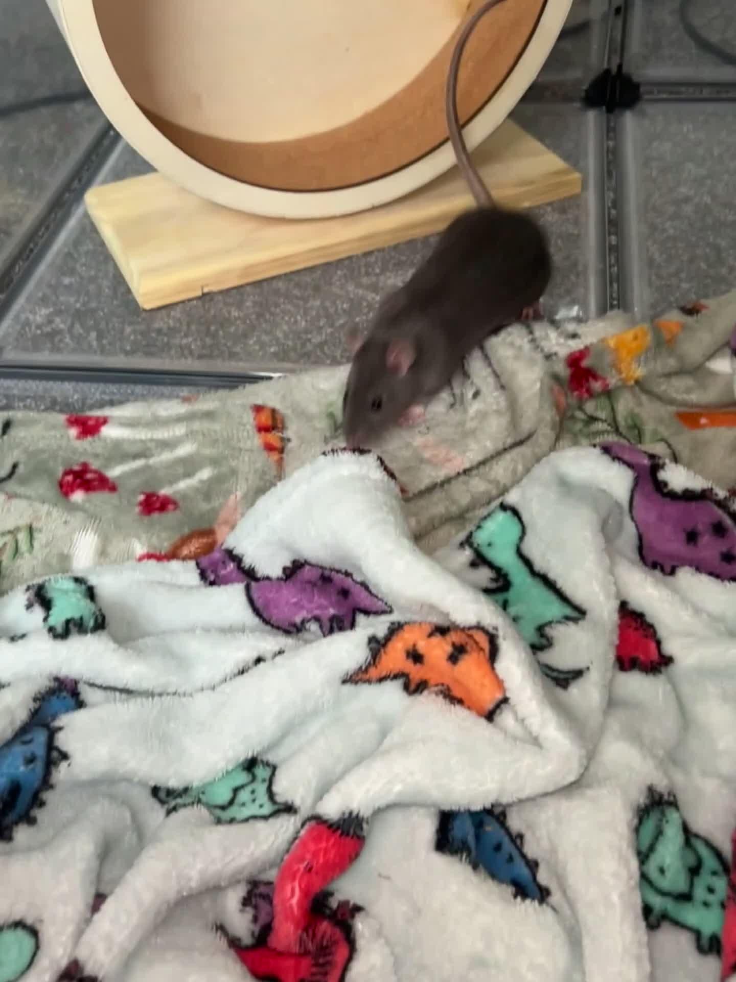 Rat rodents for sale: Female Fancy Rats For Sale in Rotherham - Video 2