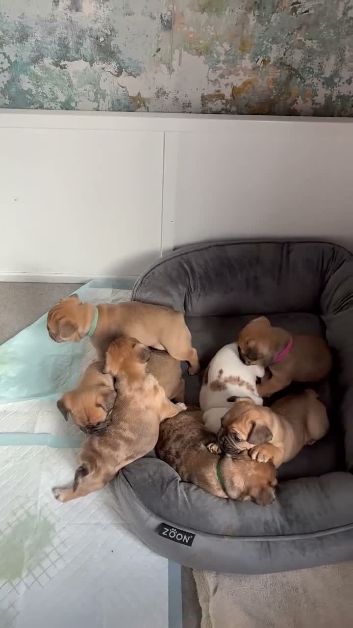 French Bulldog dogs for sale: Unique French Bulldog x Boston (Frenchton) Puppies in Leigh - Video 3