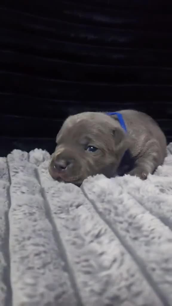 Staffordshire Bull Terrier dogs for sale: %Solid Pure Staffy Puppies Available  in Birmingham - Video 2