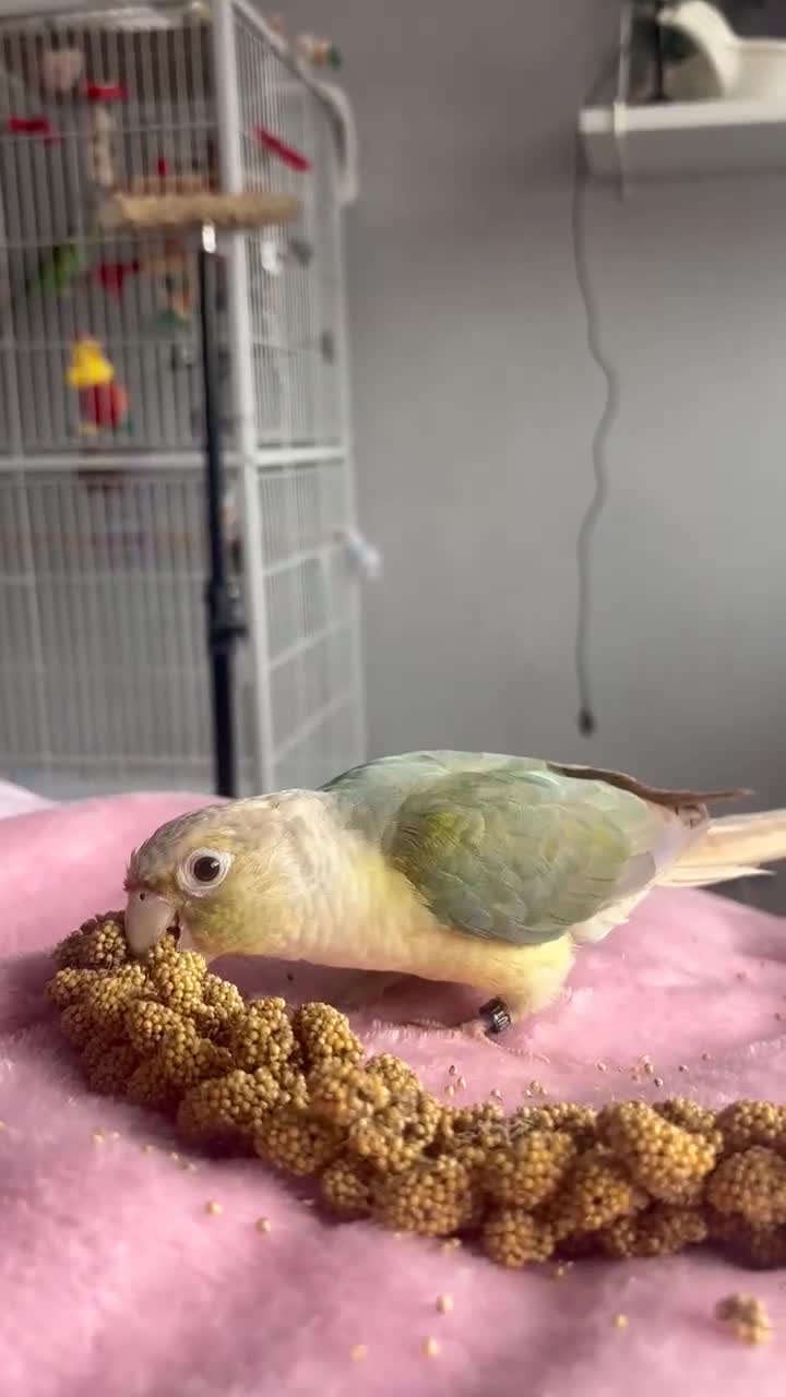 Conures birds for sale: Two green cheek conures for sale - Video 1