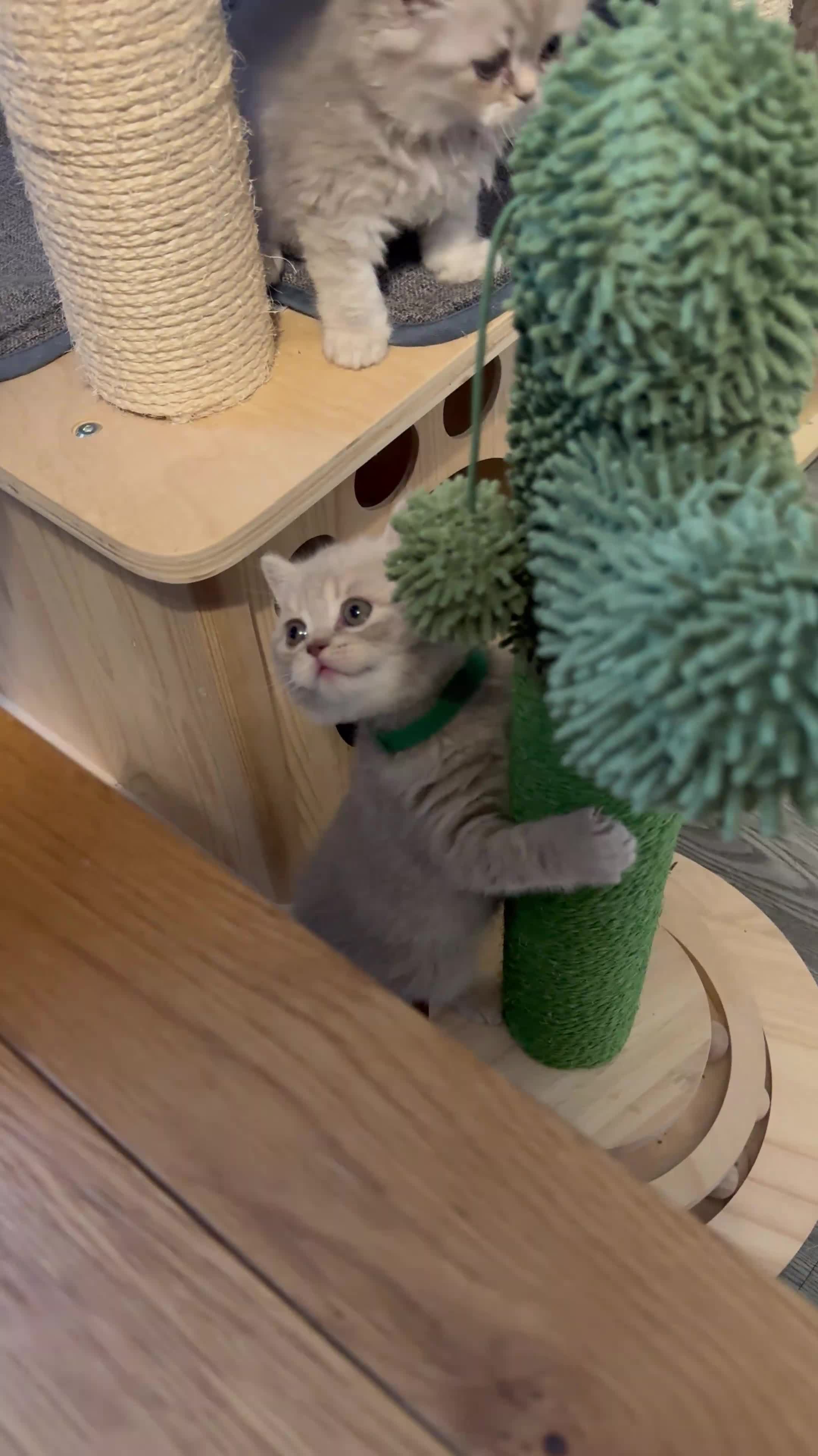 British Shorthair cats for sale: Purebred amazing BSH kittens - Video 3