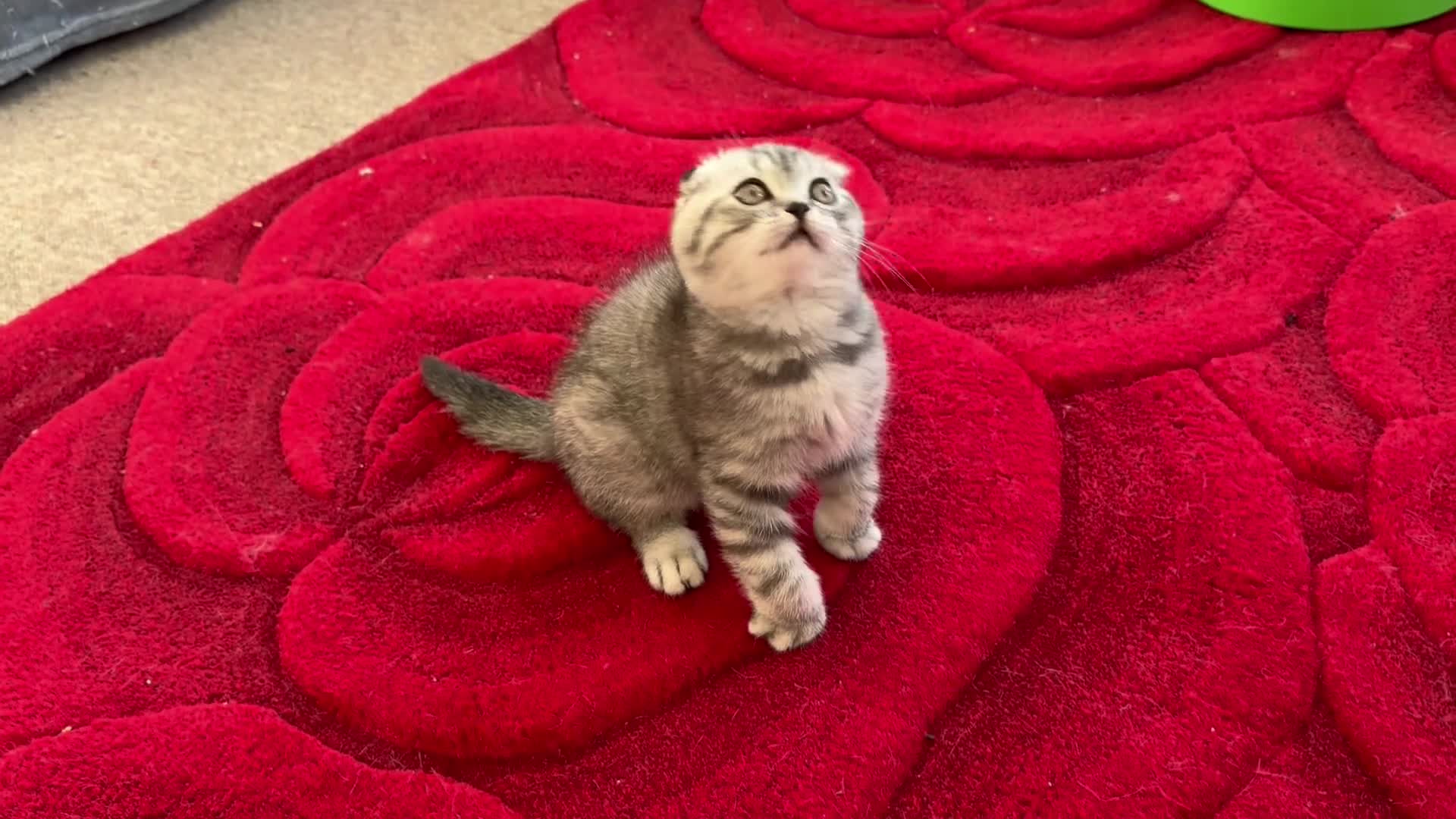 Scottish Fold cats for sale: Scottish fold , British shorthair  - Video 3