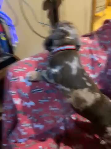 Miniature Dachshund dogs for sale: Dapple female - Video 4