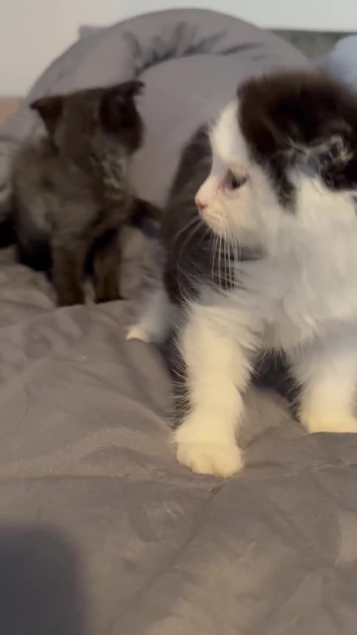 Scottish Fold cats for sale: Three delightful Scottish Fold Kittens  - Video 1