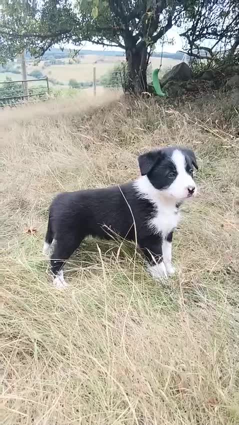 Border Collie dogs for sale: Two Little Boys - Border Collie Puppies - Video 2