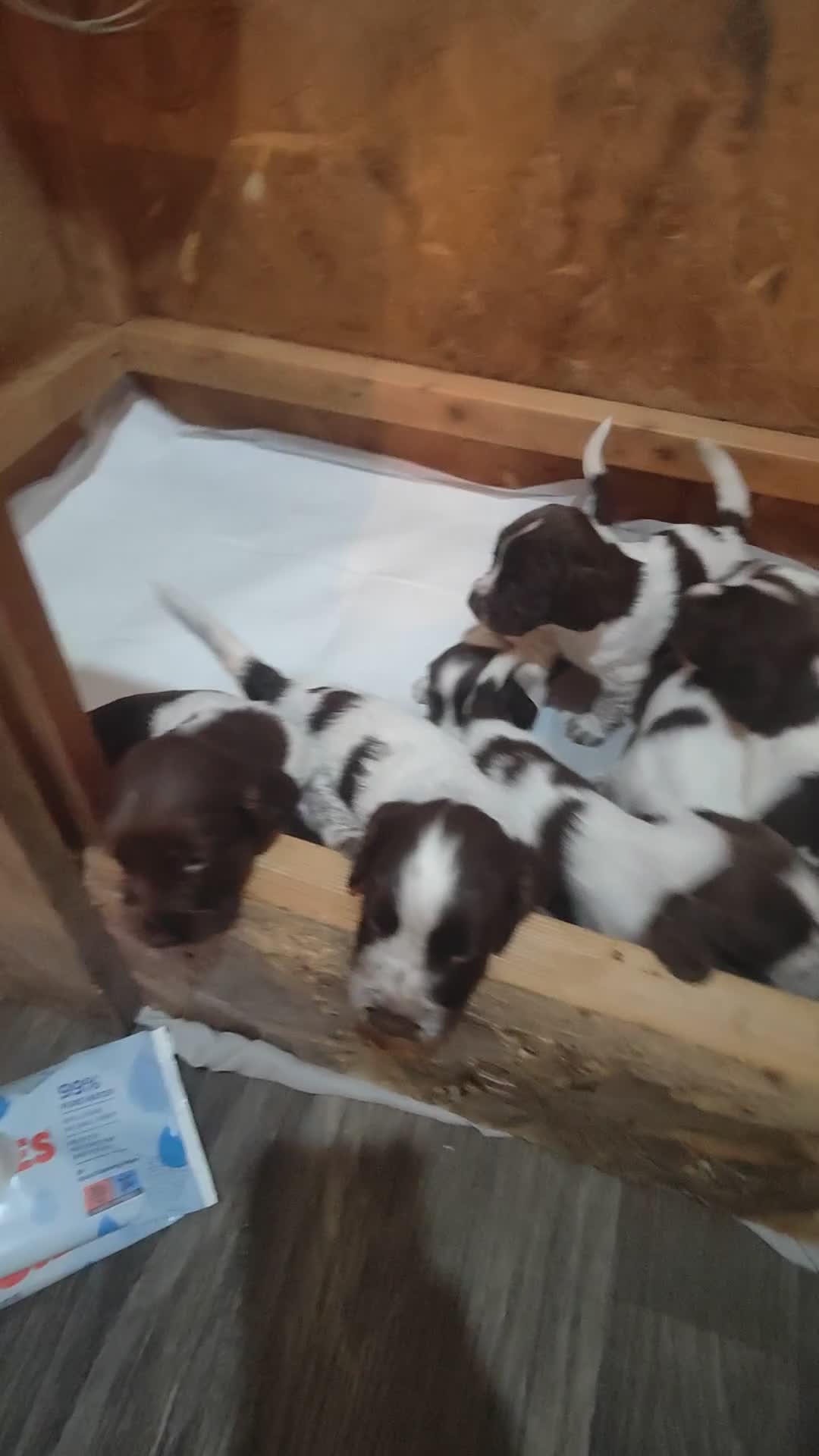 Sprocker dogs for sale: Beautiful sprocker puppies  - Video 2