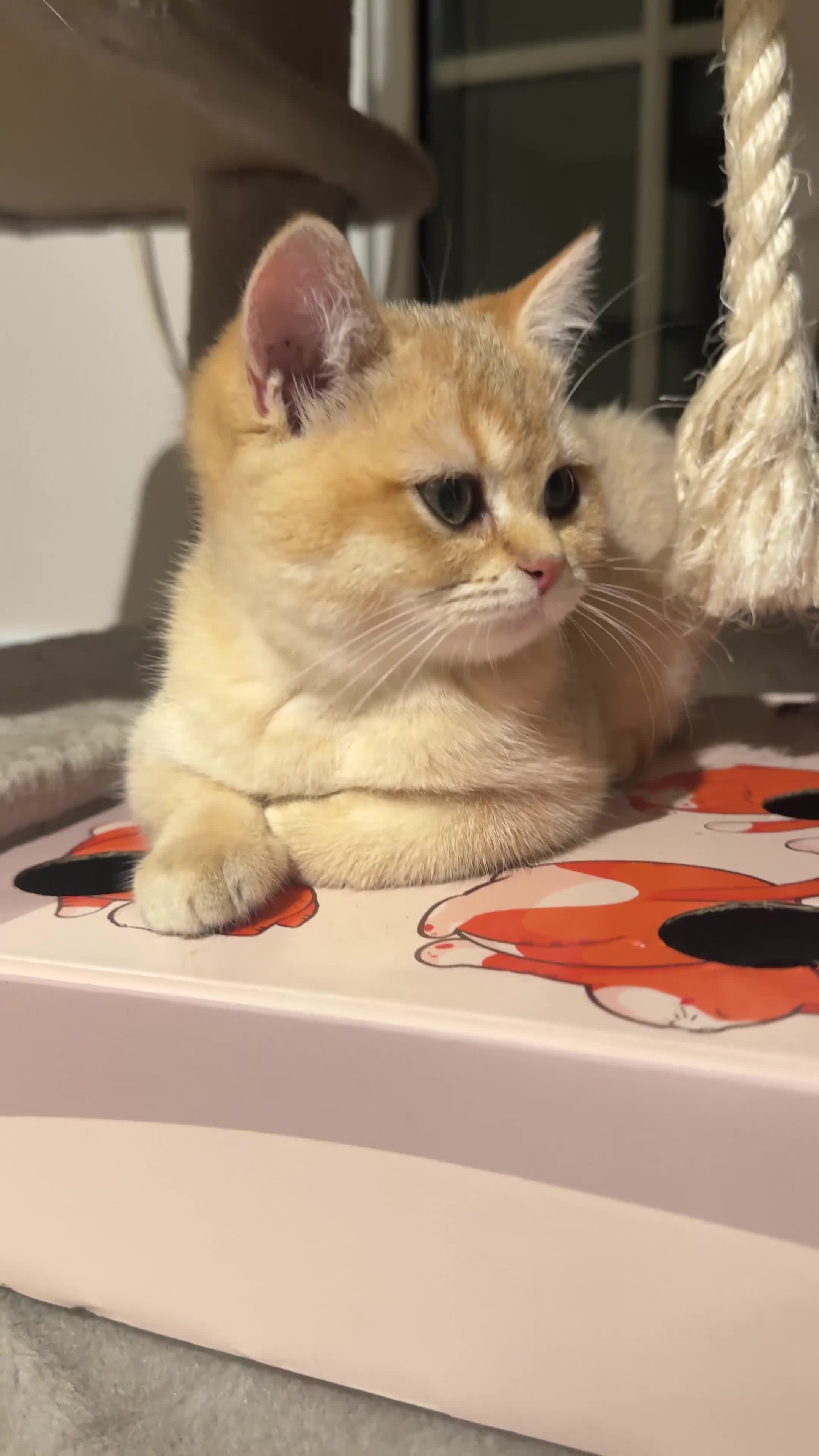 British Shorthair cats for sale: 🐾 British Shorthair Kittens — TICA Registered 🐾 - Video 4