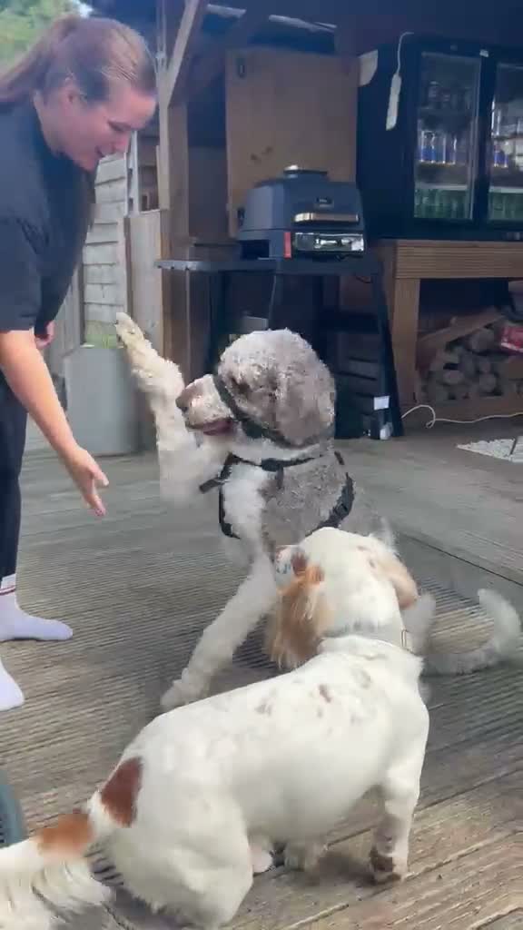 Standard Poodle dogs for sale: 3yr Old Male Standard Poodle - Video 1