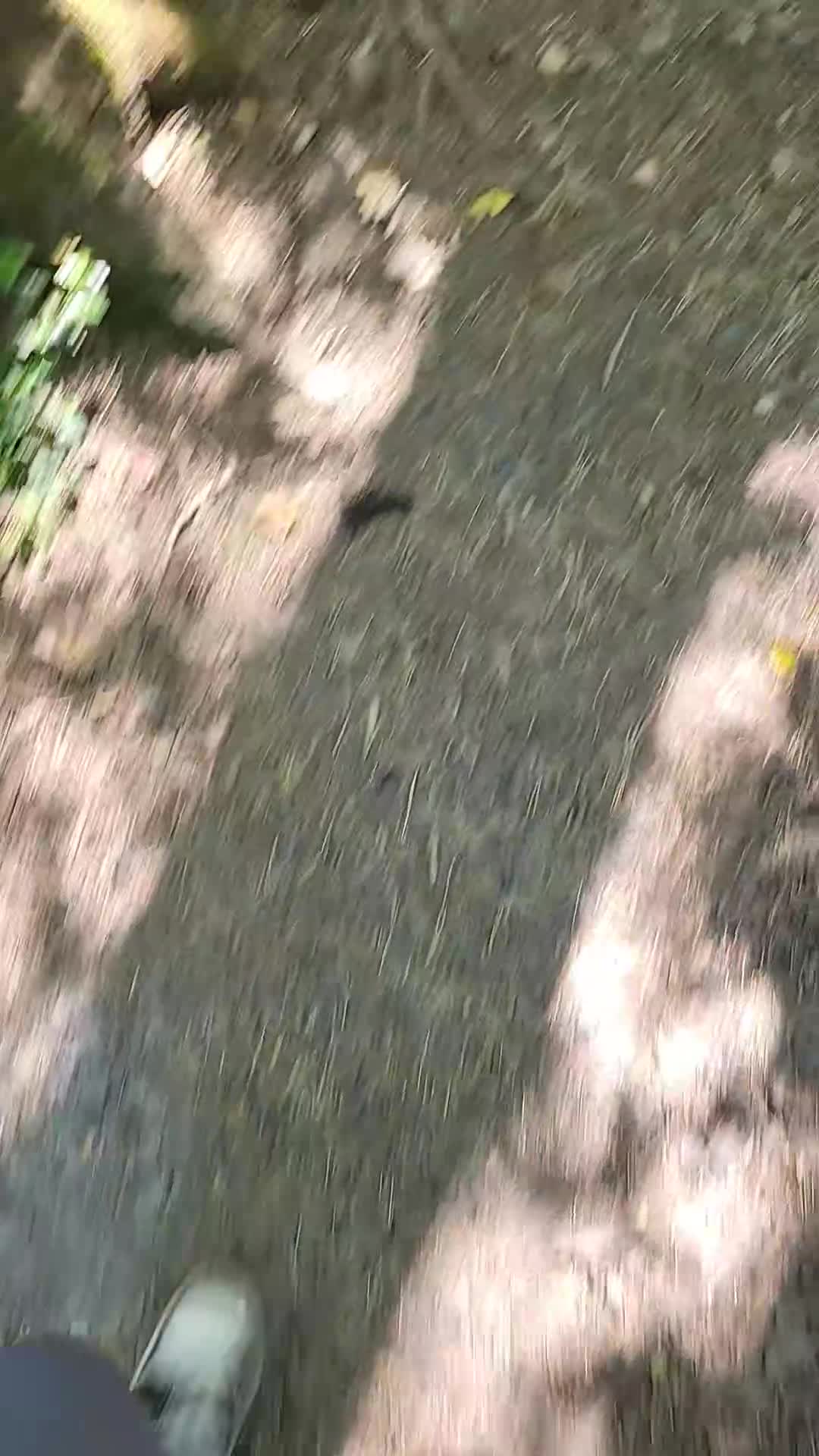 Dachshund dogs for sale: Female dachshund 3 years  - Video 1