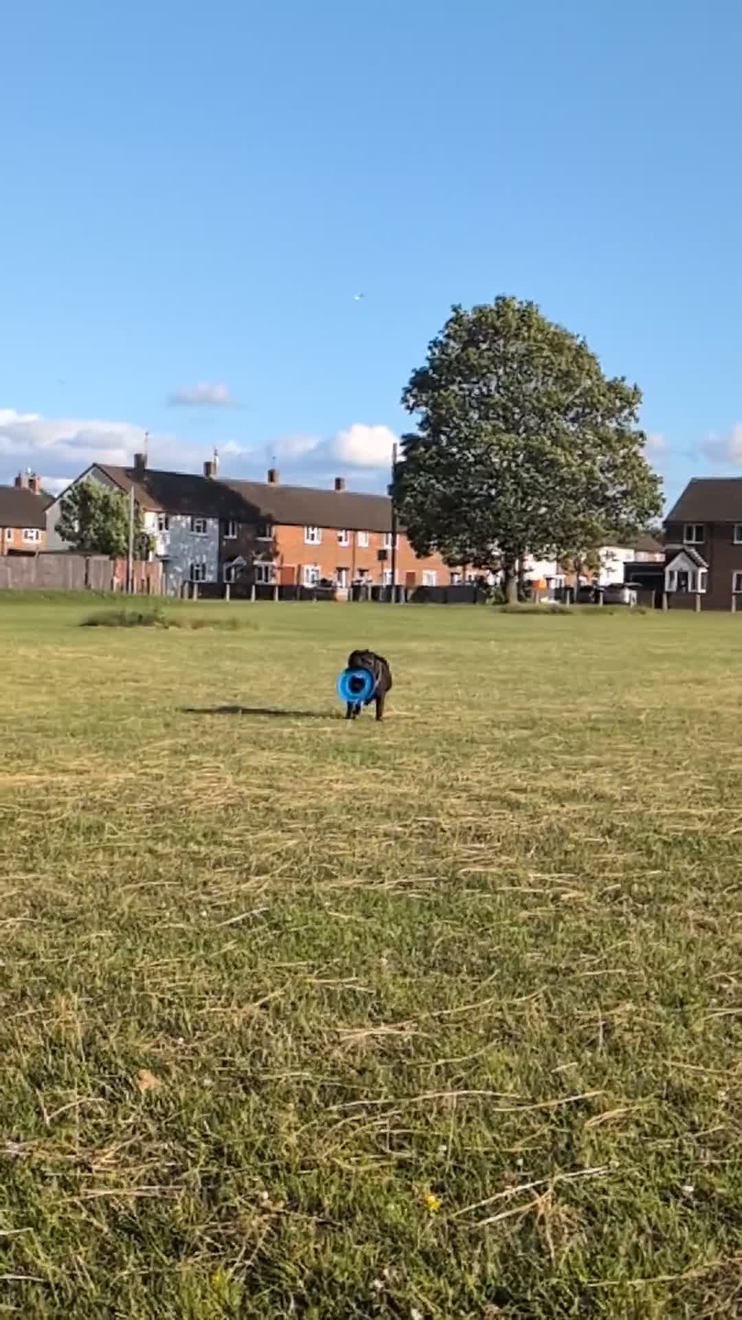 Staffordshire Bull Terrier dogs for stud: Michael Ledwon  in Hull - Video 1