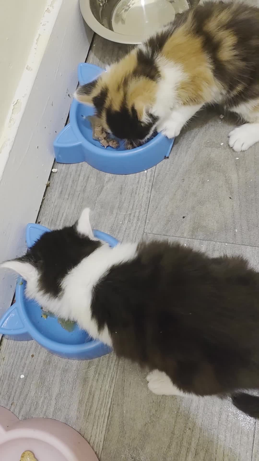 European cats for sale: 2 siblings looking for a forever home - Video 1