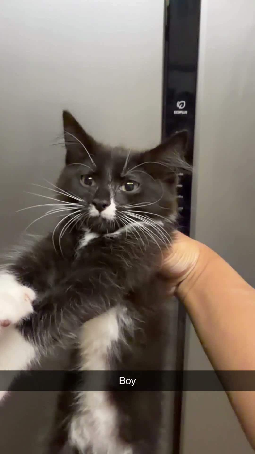 Mixed Breed cats for sale: British shothair/ Maine coone kittens - Video 3