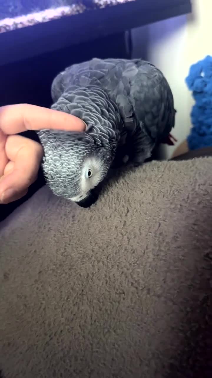 Parrots birds for sale: African grey parrot – Smokey – Loving Home Wanted - Video 1
