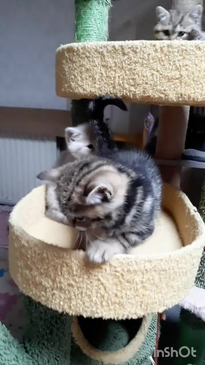 British Shorthair cats for sale: British kittens  - Video 2