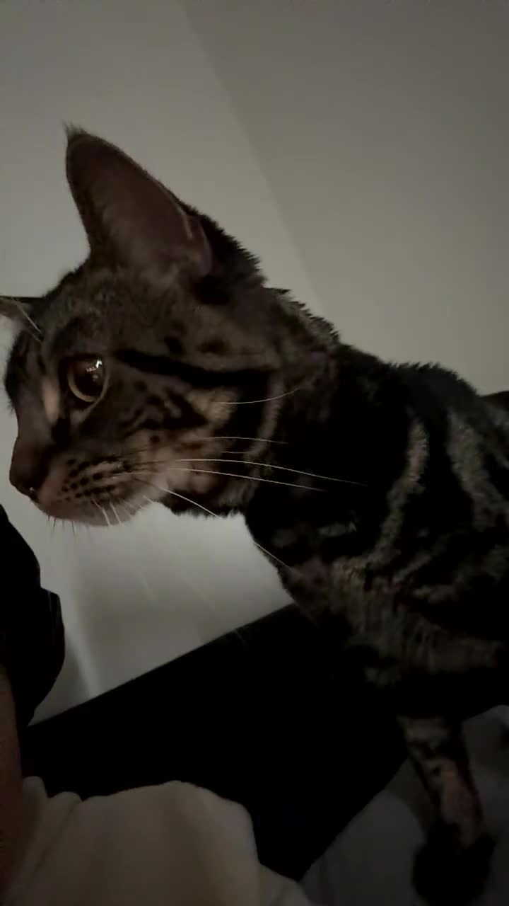 Mixed Breed cats for sale: Frankie  in Birmingham - Video 1