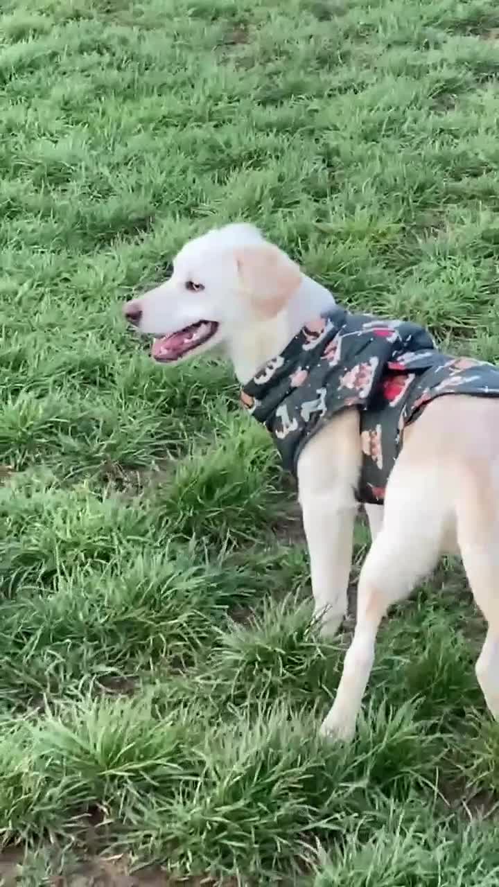 Mixed Breed dogs for adoption: REX   - Video 2