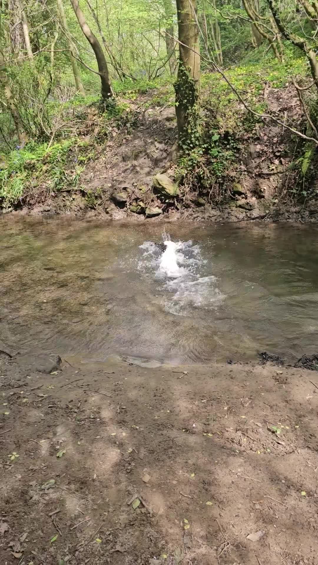 Cockapoo dogs for sale: Buzz  - Video 1