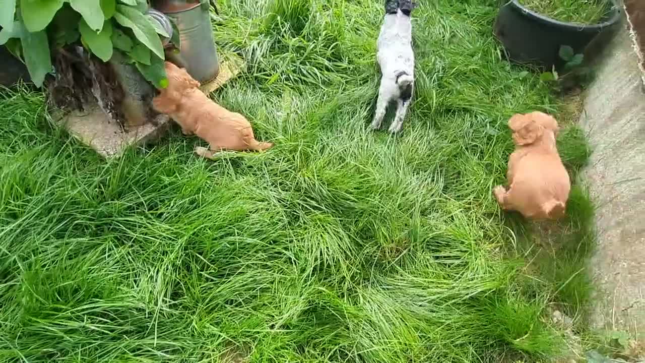 Sprocker dogs for sale: Sprocker Spaniels  - Video 1