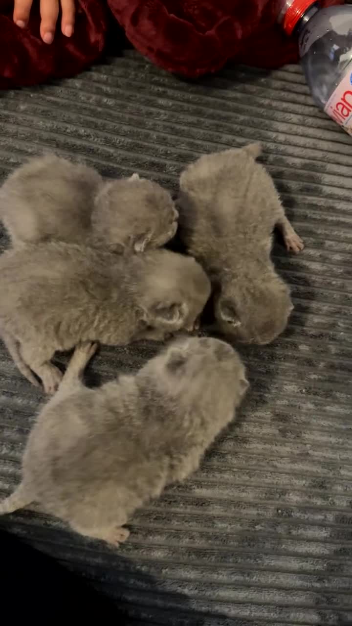 British Shorthair cats for sale: Stunning chunky bsh kittens ready to go 2 left  - Video 1